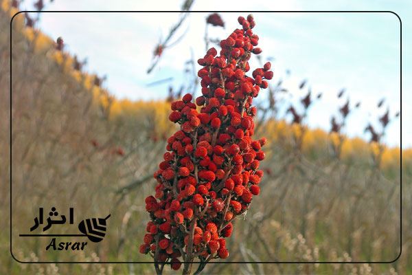 خواص سماق برای لاغری ، محصولات تک نفره ، سماق تک نفره ، ساشه رستورانی ، ادویه تک نفره رستورانی